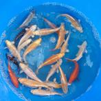 Koi karpers te koop. Aantrekkelijke prijs, Dieren en Toebehoren, Vissen | Vijvervissen, Karper of Koi