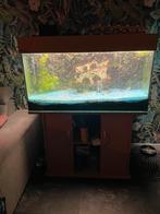 Aquarium met toebehoren, Dieren en Toebehoren, Ophalen of Verzenden, Zo goed als nieuw, Gevuld zoetwateraquarium