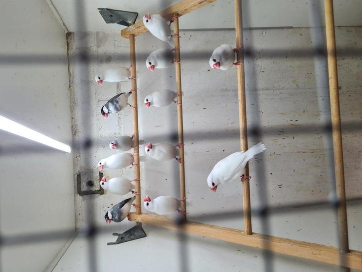 Witte zwartoog rijstvogels, Dieren en Toebehoren, Vogels | Overige Vogels, Tropenvogel, Meerdere dieren, Geringd