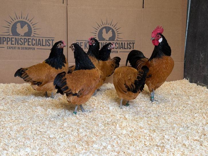 Jonge tamme Vorwerk krielkippen Gesekst en Ingeënt, Dieren en Toebehoren, Pluimvee, Kip, Meerdere dieren