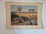 Schoolplaat aan de rand der Kalahari., Antiek en Kunst, Ophalen, Natuur en Biologie