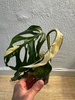Monstera Adansonii variegata twee gewortelde stekken #1, Huis en Inrichting, Kamerplanten, Ophalen of Verzenden, Overige soorten