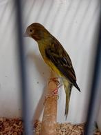 2 japan hoso kanaries, Dieren en Toebehoren, Vogels | Kanaries, Mannelijk