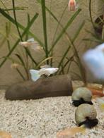 Albino platinum guppen, Dieren en Toebehoren, Vis