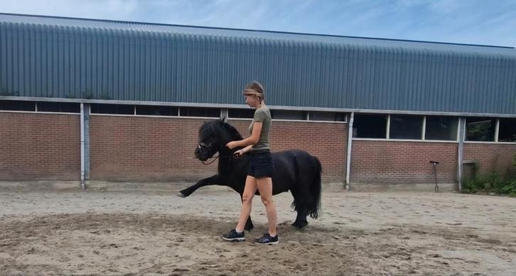 Training en behandelingen probleempaarden/pony's, Dieren en Toebehoren, Paarden en Pony's | Verzorgingsproducten, Ophalen of Verzenden