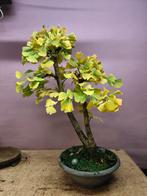 Bonsai Ginkgo 12j oud €250, Huis en Inrichting, Ophalen of Verzenden, Zo goed als nieuw