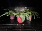 Monstera minima – met of zonder pot, Ophalen, Overige soorten, Minder dan 100 cm