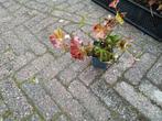 Hedera plantjes, Tuin en Terras, Ophalen, Herfst, Klimplanten, Halfschaduw