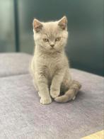 Super lief karakter Lilac britsekorthaar kitten