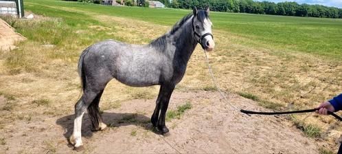 Tekoop leuke 2 jarige welshA pony's, Dieren en Toebehoren, Pony's, Merrie, Recreatiepony, 0 tot 2 jaar