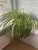 Gratis: Graslelie, Huis en Inrichting, Kamerplanten, Ophalen, Halfschaduw, Minder dan 100 cm