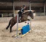 Mega stoere, brave en opvallende allround D pony!, Dieren en Toebehoren, Pony's, B, Ruin, Springpony, 3 tot 6 jaar