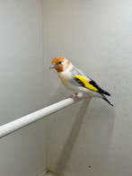 Majoor putter, Dieren en Toebehoren, Vogels | Overige Vogels, Mannelijk, Wildzangvogel