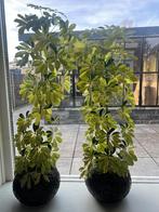 Grote kamer planten te koop, Ophalen, Rond, Binnen, Minder dan 25 cm