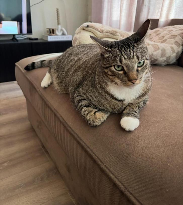 Aanhankelijke kater, Dieren en Toebehoren, Katten en Kittens | Overige Katten, Kater