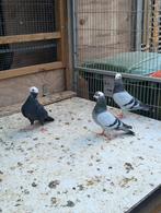 İstanbul bango, Dieren en Toebehoren, Meerdere dieren