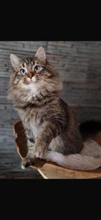 Siberische dekkater met stamboom, Dieren en Toebehoren, Kater, Met stamboom