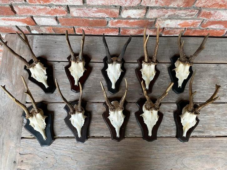 Reegehoorns & Schedels - 10 Stuks,reegeweien,geweien,ree, Antiek en Kunst, Curiosa en Brocante, Ophalen of Verzenden