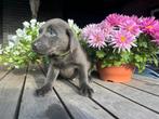 Prachtige  Labrador pups💜mogen nestje verlaten, CDV (hondenziekte), 8 tot 15 weken, Labrador retriever, Meerdere
