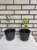 Kamerplanten twee citroenboompjes, Ophalen, Overige soorten, Minder dan 100 cm