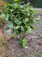 Laurier /Japanse broodboom., Tuin en Terras, Planten | Struiken en Hagen, Ophalen of Verzenden, Overige soorten, 100 tot 250 cm