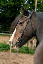 Te koop: Romara en Roxcan Tinker merries, Dieren en Toebehoren, Paarden, Merrie, Minder dan 160 cm, Gechipt, Niet van toepassing