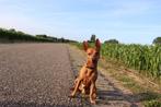 Honden oppas gezocht vanaf 8 aug en 25 aug, Particuliere oppas