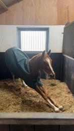 Zgan Amigo regendeken 125/ 175, Dieren en Toebehoren, Paarden en Pony's | Dekens en Dekjes, Ophalen of Verzenden, Zo goed als nieuw