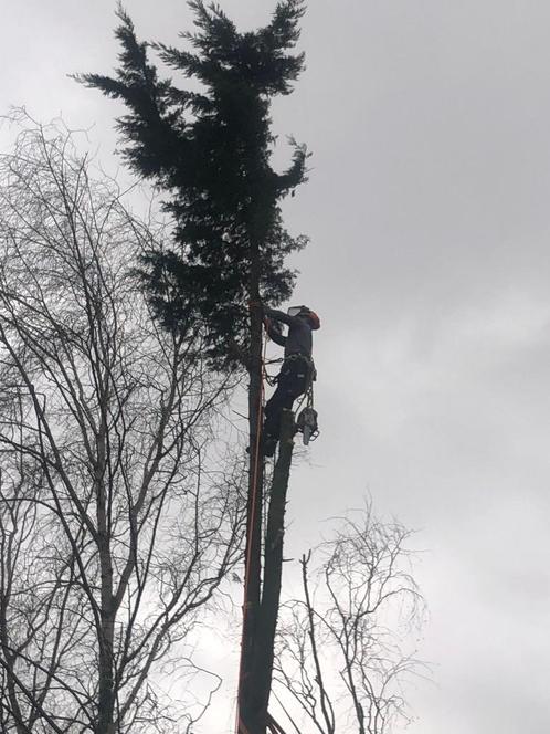 boom kappen/snoeien, klimmend afbreken, strobben frezen, Diensten en Vakmensen, Tuinmannen en Stratenmakers, Tuinonderhoud of Snoeiwerk