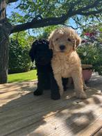 Prachtige labradoodle pups medium, Overige rassen, CDV (hondenziekte), 8 tot 15 weken, Meerdere
