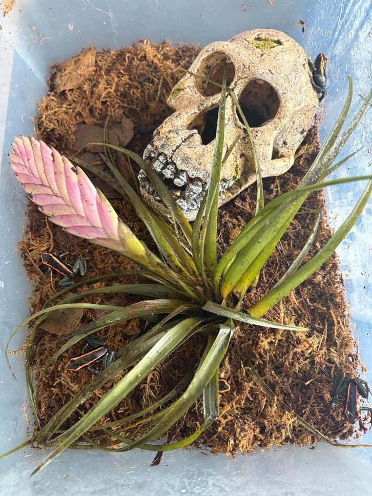 Kweekgroep 2.3.0 phyllobates vittatus