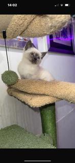 Half siammes en half kort britch haar lief schattig kitten, Dieren en Toebehoren, Poes
