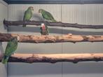 Te koop koppel geelwang amazone, Dieren en Toebehoren, Vogels | Parkieten en Papegaaien, Meerdere dieren, Papegaai, Geringd