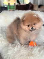 Prachtige Mini Pomeranian Pup BearFace, Dieren en Toebehoren, Honden | Poolhonden, Keeshonden en Oertypen, Keeshond, Reu, CDV (hondenziekte)