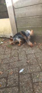 Biewer en Yorkshire terriër dekreu golddust mini, Dieren en Toebehoren, Rabiës (hondsdolheid), Reu, 1 tot 2 jaar, Meerdere