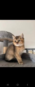 Britse korthaar golden shaded, Dieren en Toebehoren, Katten en Kittens | Overige Katten, Poes