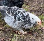 Gratis: Faverolle haantje zoekt goed huis!, Dieren en Toebehoren, Pluimvee, Mannelijk, Kip