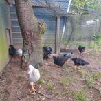Wyandotte goud zwart gezoomd kuikens, Dieren en Toebehoren, Geslacht onbekend, Kip