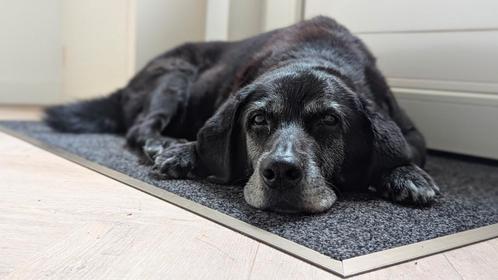 Hondenoppas voor Senior Labrador Gezocht, Diensten en Vakmensen, Dieren | Honden | Verzorging, Oppas en Les, Particuliere oppas