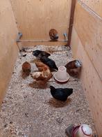 Wyandotte krielen, Dieren en Toebehoren, Pluimvee, Meerdere dieren, Kip