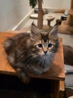 Mooie en sociale maine coon kittens te koop, Meerdere dieren, Ontwormd