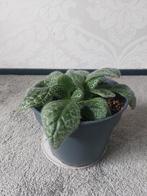 Streptocarpus (turtle ) kamerplant, Huis en Inrichting, Ophalen, Overige soorten, Minder dan 100 cm