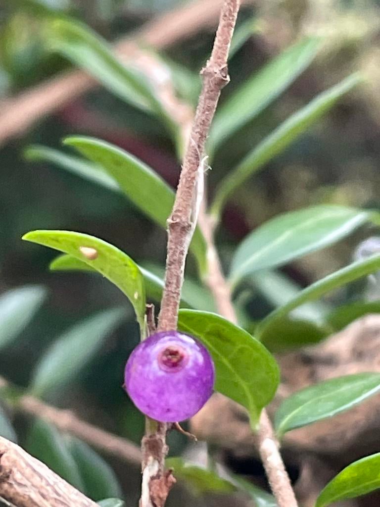 Lonicera Nitida, besjes voor vogels. Hele jaar groen!Gifvrij, Ophalen, Overige soorten, Volle zon