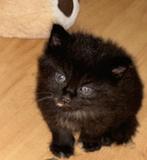 Kittens hebben een goed huisje nodig, Meerdere dieren, Ontwormd, 0 tot 2 jaar