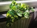 kunstplant monstera, Ophalen, Nieuw, Binnen