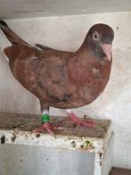 Sheffields  Tipplers (super Hoogvliegers ), Dieren en Toebehoren, Vogels | Duiven, Meerdere dieren