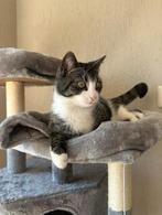 Lieve poes Nala zoekt een rustig nieuw thuis, Dieren en Toebehoren, Katten en Kittens | Overige Katten, Poes, Kortharig, 0 tot 2 jaar
