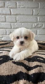Boomer pups, Dieren en Toebehoren, Honden | Chihuahua's en Gezelschapshonden, Overige rassen, CDV (hondenziekte), 8 tot 15 weken