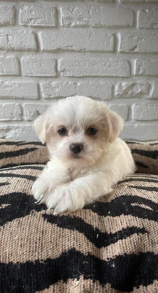 Boomer pups nog 1 reutje, Dieren en Toebehoren, Honden | Chihuahua's en Gezelschapshonden, Meerdere dieren, Overige rassen, Particulier