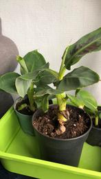Bananenplant, Minder dan 100 cm, Ophalen of Verzenden, Halfschaduw
